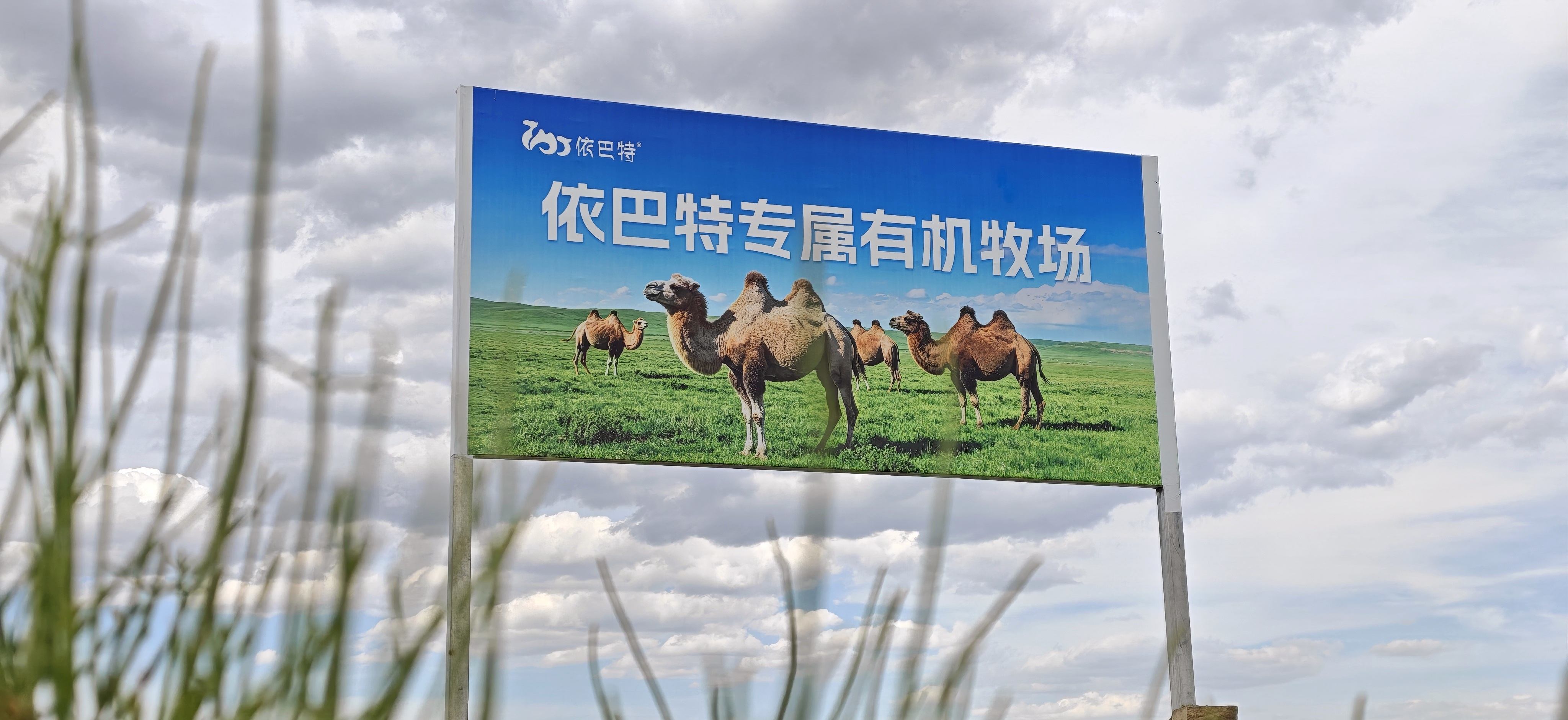 驼奶粉商超品牌代工包含的五类常见模式、六项判断标准、三个避坑要点与执行流程